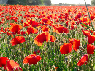 Obraz premium campo di papaveri