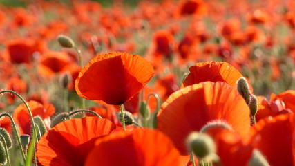 campo di papaveri © daniele russo