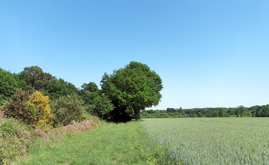 Campagne du Morbihan