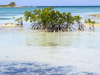 Paradise beach in Cayo Santa Maria, Cuba. View of a perfect desert coast with white sand, mangroves and blue turquoise sea.