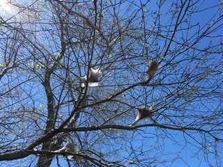 caterpillar cocoons in a tree