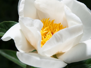 A flower of a white peony