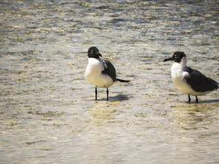 Paradise beach in Cayo Santa Maria, Cuba. View of a group of seagull in the blue turquoise sea looking for food.