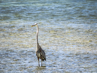 A tricolored Heron in the blue turquoise sea of a paradise beach in Cayo Santa Maria, Cuba.