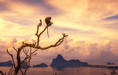 Monkey lives at the top of the tree near the sea shore in the dawn atmosphere.