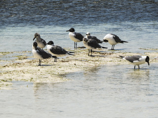 Paradise beach in Cayo Santa Maria, Cuba. View of a group of seagull in the blue turquoise sea looking for food.