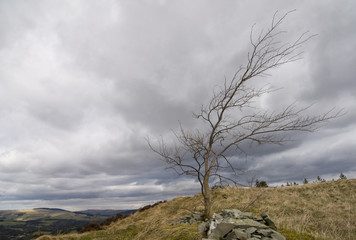 Windswept rowan tree (Sorbus aucuparia) on top of Selkirk Hill