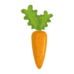 carrot fresh vegetable icon vector illustration design