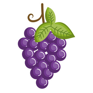 grapes fresh fruit icon vector illustration design