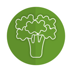 broccoli fresh vegetable icon vector illustration design