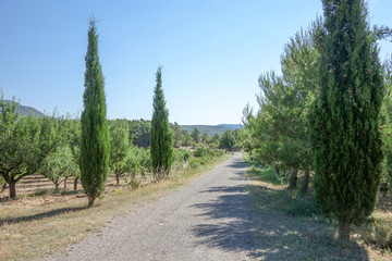 By the way green eyes black in the province of Castellón