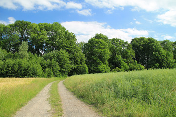 Fototapeta na wymiar path leading between the fields to the forest in summer