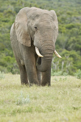 Fototapeta na wymiar Huge African elephant standing and eating grass