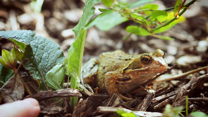 Frosch
