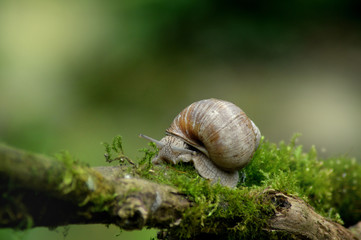 Snail