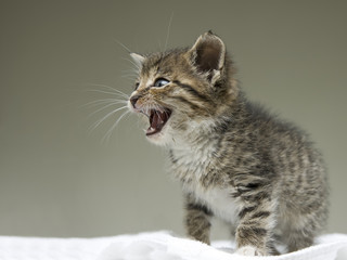 Little tabby kitten meowing on the blanket