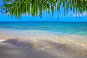 Obraz na płótnie Canvas Caribbean sea and palm leaves.