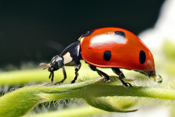 Ladybug 