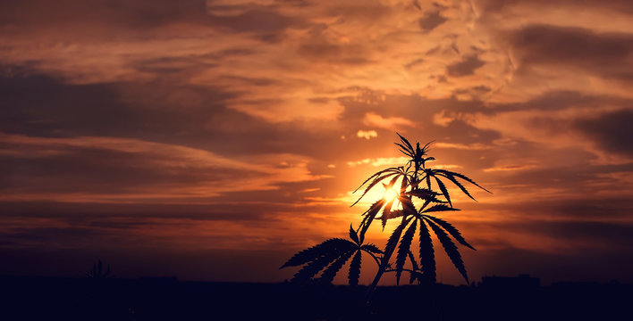 Silhouette of cannabis on a blurred background in sunset bright light. Marijuana. Hemp. Cannabis in sunlight, like a good background. A cannabis leaf on a blurred background. High quality cannabis