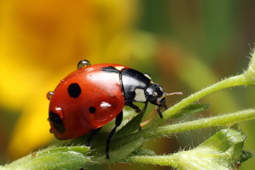 Fototapeta premium Ladybug 