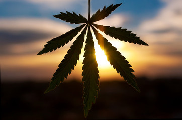 Cannabis or marijuana leaf silhouette in sunlight. Marijuana leaf. Medical cannabis plant. Graphic...