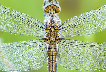 Dragonfly wings closeup