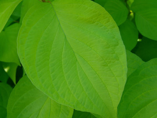 green, background, fresh, nature, leaf, natural, texture, spring, closeup, abstract, environment, detail, summer, plant, life, pattern, foliage, tree, garden, bright, growth, ecology, organic, line, f