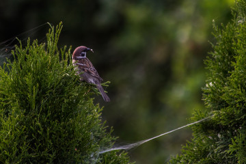 Curious sparrow