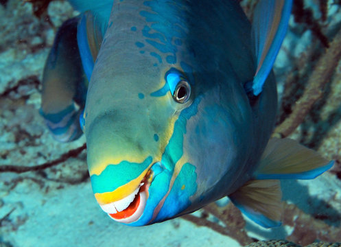 Parrotfish Smile