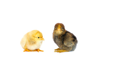 Small fluffy baby chick on limited