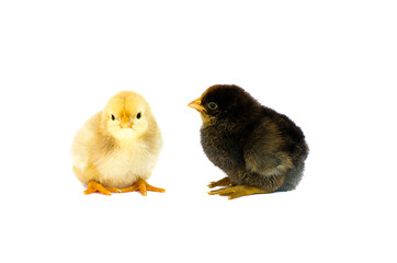 Small fluffy baby chick on limited