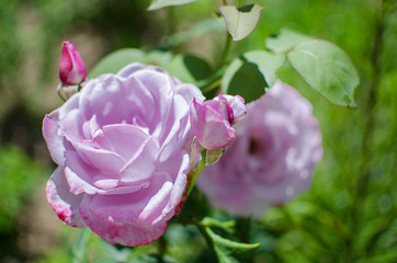 Purple roses bloom with a beautiful outdoor bouquet in the garden