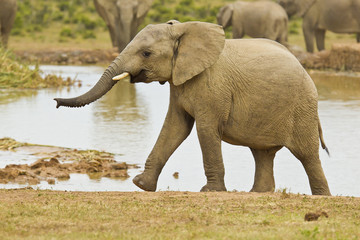 Fototapeta na wymiar Young African elephant climbing out of a water hole