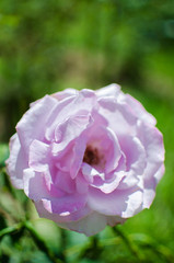 Purple roses bloom with a beautiful outdoor bouquet in the garden