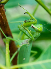 Mantis on branch closeup