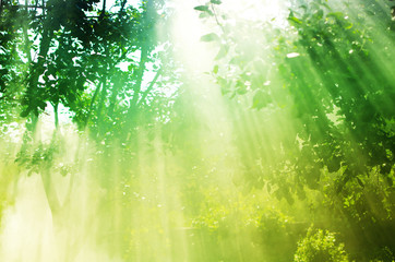 The rays of the sun permeate through the branches of the trees with leaves