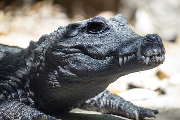 Fototapeta premium African Dwarf Crocodile is an African crocodile that is the smallest extant in the crocodile species.