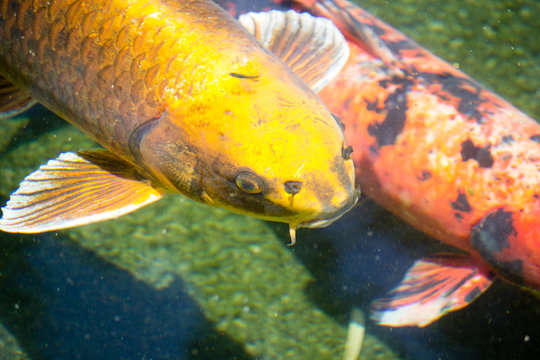 Japanese Koi Fish In Japanese, koi is a homophone for another word that means "affection" or "love"; koi are therefore symbols of love and friendship in Japan.