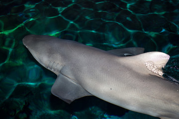 Obraz na płótnie Canvas Shark Swimming in Shallow water.