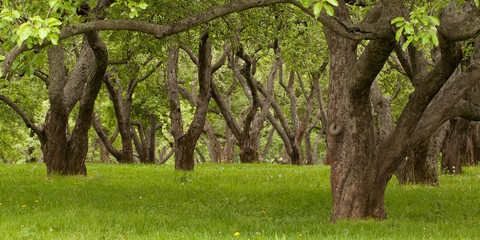 Large old trees in summer park, garden