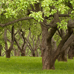 Large old trees in summer park, garden