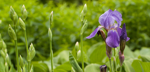 Buds and lilac iris flower in a summer park