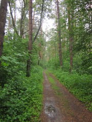 Road in the forest