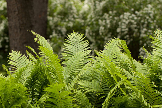Overgrown fern in the summer blooming park