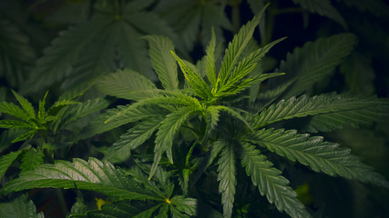 INDOOR MEDICAL MARIJUANA GROW CANNABIS PLANT