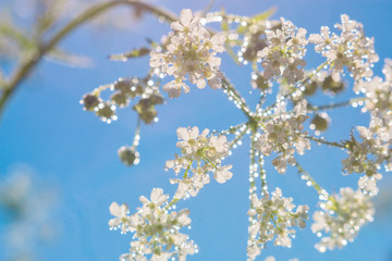 Delicate white wildflowers in the water droplets in the sun. Close-up of a macro soft focus.