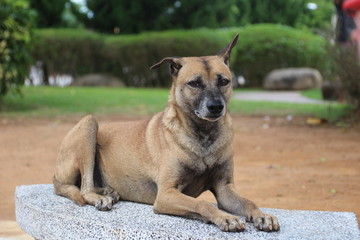 Stra&szlig;enhund in Thailand