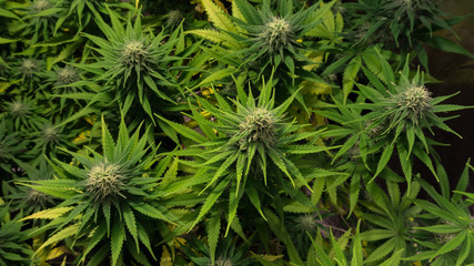 INDOOR MEDICAL MARIJUANA GROW CANNABIS PLANT BLOOMIN