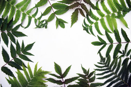 Collection of green leaves top view