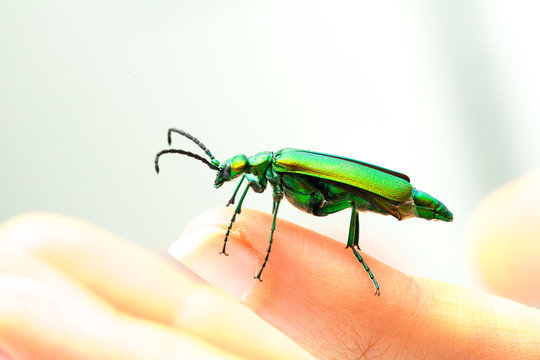 Dito che regge un coleottero verde brillante con riflessi dorati